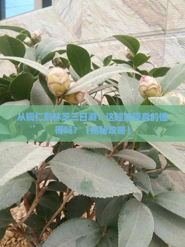 铜仁到西藏林芝三日游