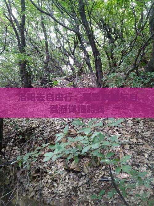 洛阳去自由行：完整攻略与自驾游详细路线
