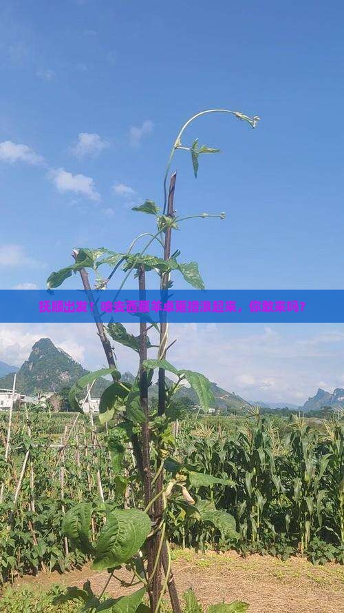 抚顺去西藏羊卓雍措个人游