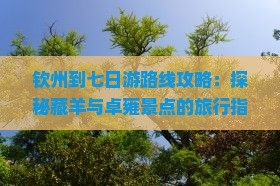 钦州到七日游路线攻略：探秘藏羊与卓雍景点的旅行指南
