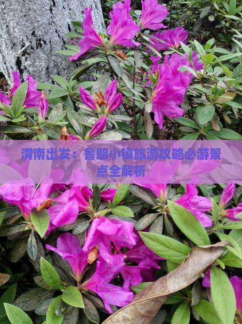 渭南出发：鲁朗小镇旅游攻略必游景点全解析