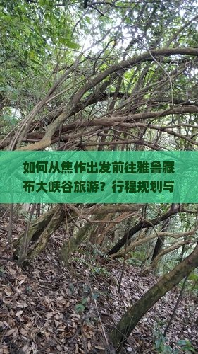 如何从焦作出发前往雅鲁藏布大峡谷旅游？行程规划与必备攻略一览