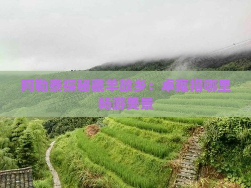 阿勒泰探秘藏羊故乡：卓雍措哪里畅游美景