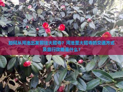 如何从河池出发前往大昭寺？河池至大昭寺的交通方式及旅行攻略是什么？