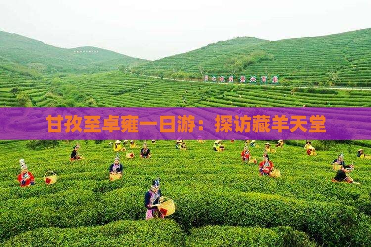 甘孜至卓雍一日游：探访藏羊天堂