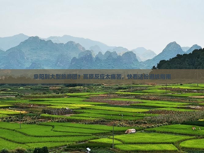 阜阳到大型旅游团？高原反应太痛苦，快看这份避坑指南