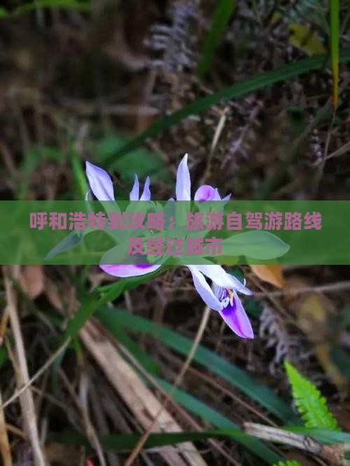 呼和浩特到攻略：旅游自驾游路线及经过城市