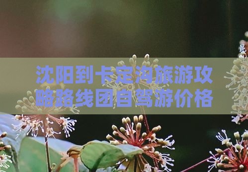 沈阳到西藏卡定沟旅游