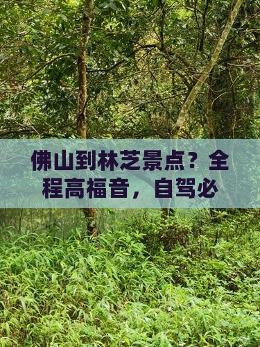 佛山到林芝景点？全程高福音，自驾必备攻略