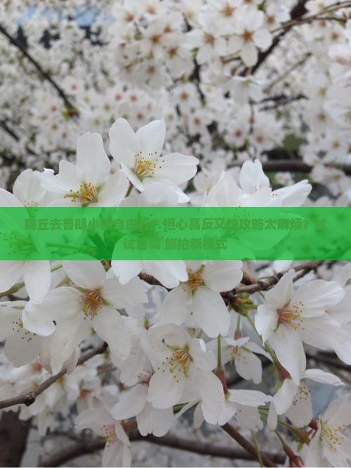 商丘去鲁朗小镇自由行？担心高反又怕攻略太麻烦？试试自驾+旅拍新模式