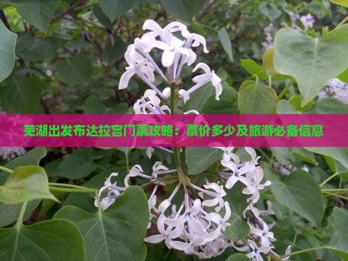 芜湖出发布达拉宫门票攻略：票价多少及旅游必备信息