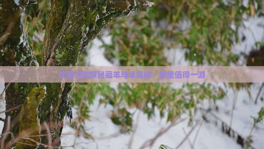 沈阳出发探秘藏羊与卓雍措：哪里值得一游