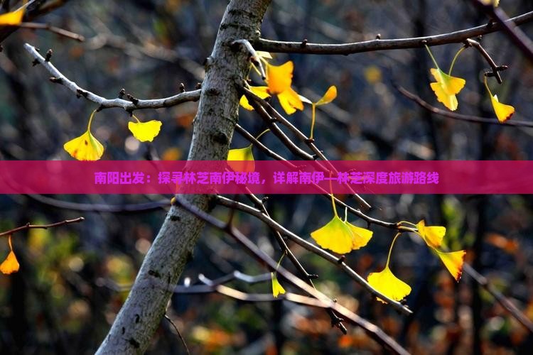 南阳出发：探寻林芝南伊秘境，详解南伊—林芝深度旅游路线