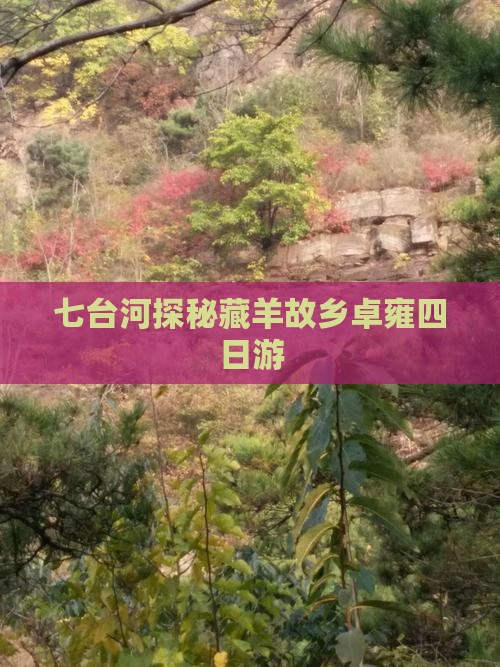七台河探秘藏羊故乡卓雍四日游