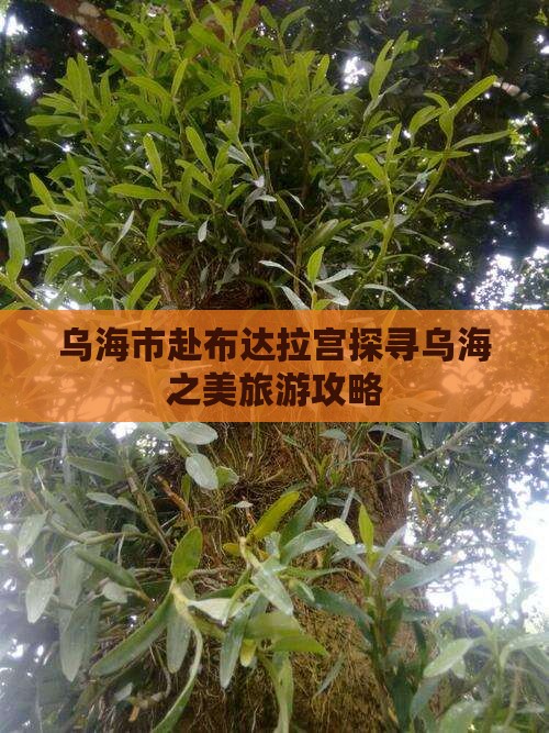 乌海市赴布达拉宫探寻乌海之美旅游攻略