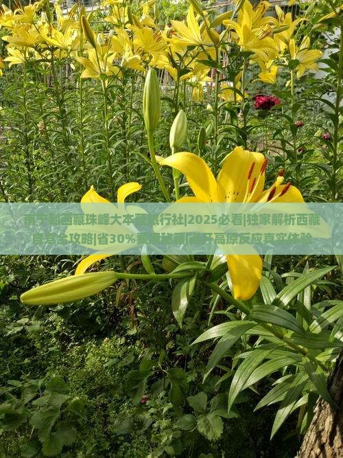 南宁到西藏珠峰大本营旅行社