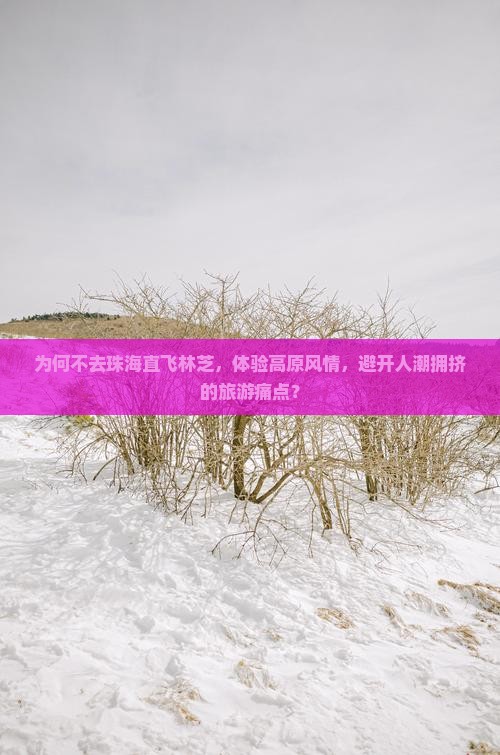 为何不去珠海直飞林芝，体验高原风情，避开人潮拥挤的旅游痛点？
