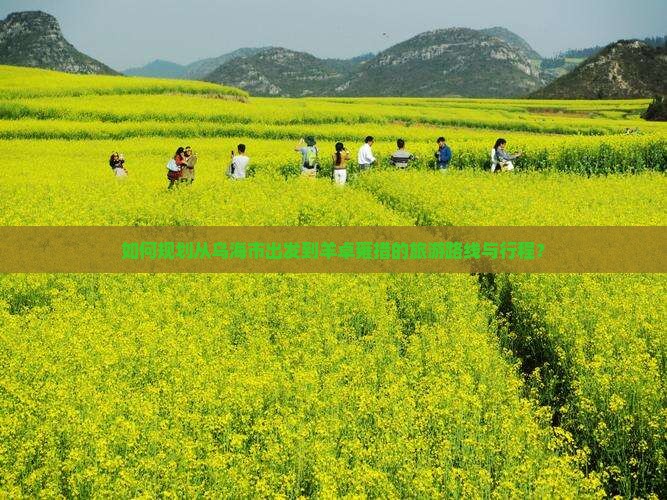 如何规划从乌海市出发到羊卓雍措的旅游路线与行程？
