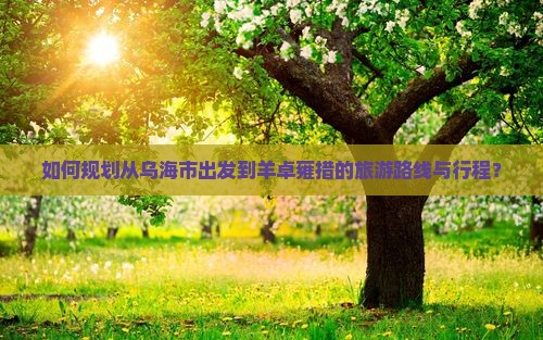 如何规划从乌海市出发到羊卓雍措的旅游路线与行程？