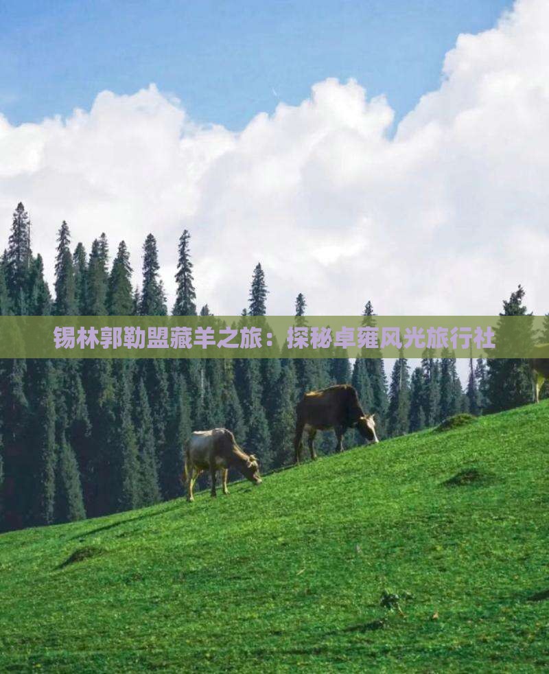 锡林郭勒盟藏羊之旅：探秘卓雍风光旅行社