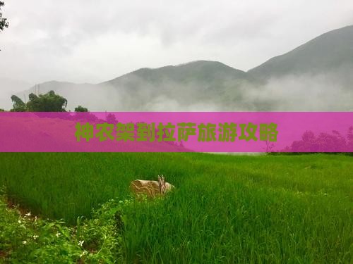 神农架到拉萨旅游攻略