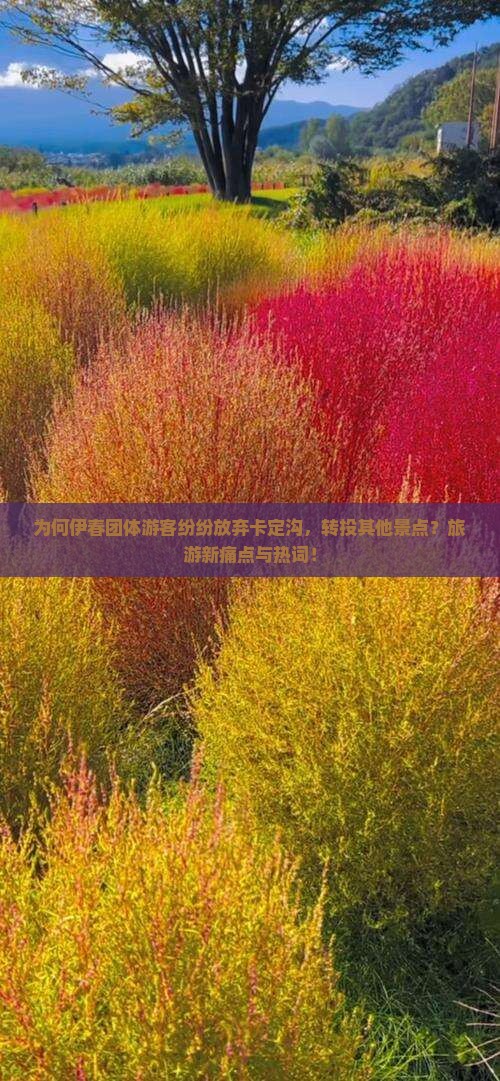 为何伊春团体游客纷纷放弃卡定沟，转投其他景点？旅游新痛点与热词！