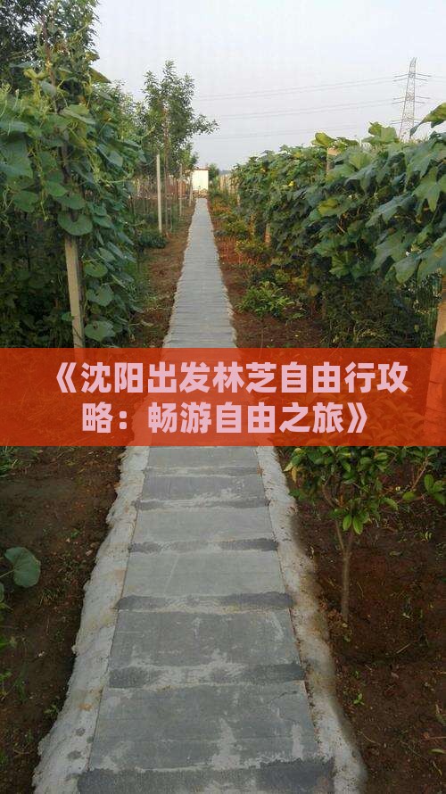 《沈阳出发林芝自由行攻略：畅游自由之旅》
