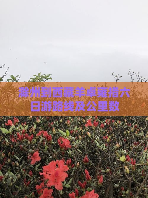 滁州到西藏羊卓雍措六日游