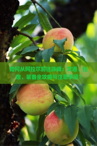 如何从阿拉尔前往珠峰：交通、住宿、装备全攻略与注意事项？