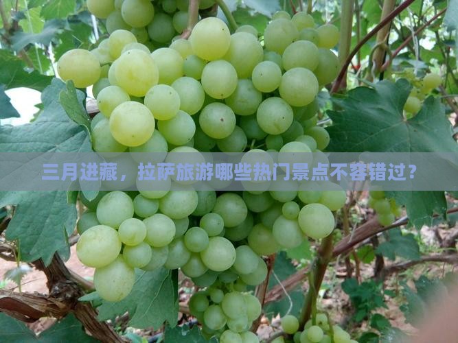 三月进藏，拉萨旅游哪些热门景点不容错过？
