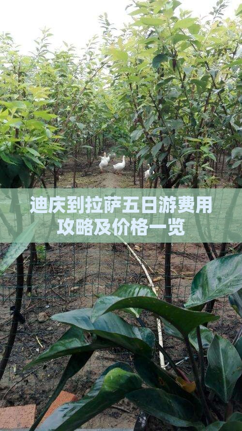 迪庆到拉萨五日游费用攻略及价格一览