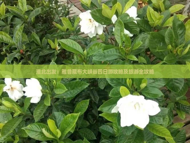 淮北出发：雅鲁藏布大峡谷四日游攻略及旅游全攻略