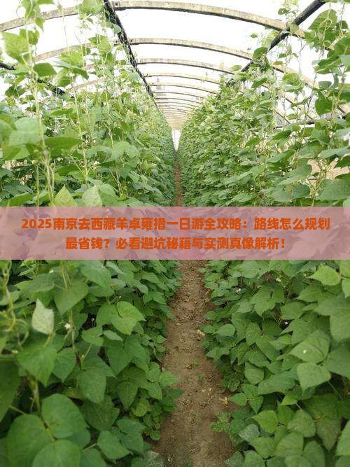 南京去西藏羊卓雍措一日