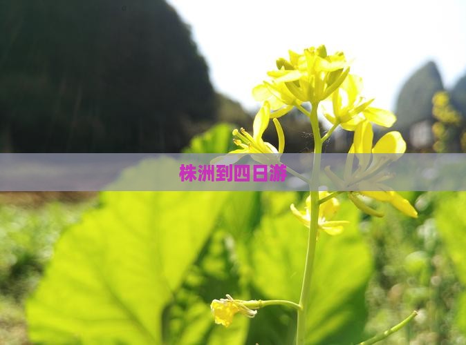 株洲到西藏四日游
