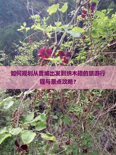 如何规划从晋城出发到纳木措的旅游行程与景点攻略？