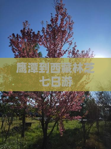 鹰潭到西藏林芝七日游