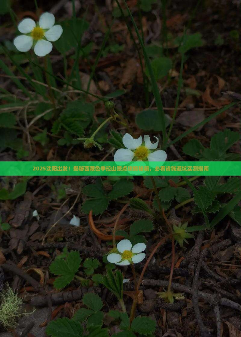 沈阳到西藏色季拉山景点