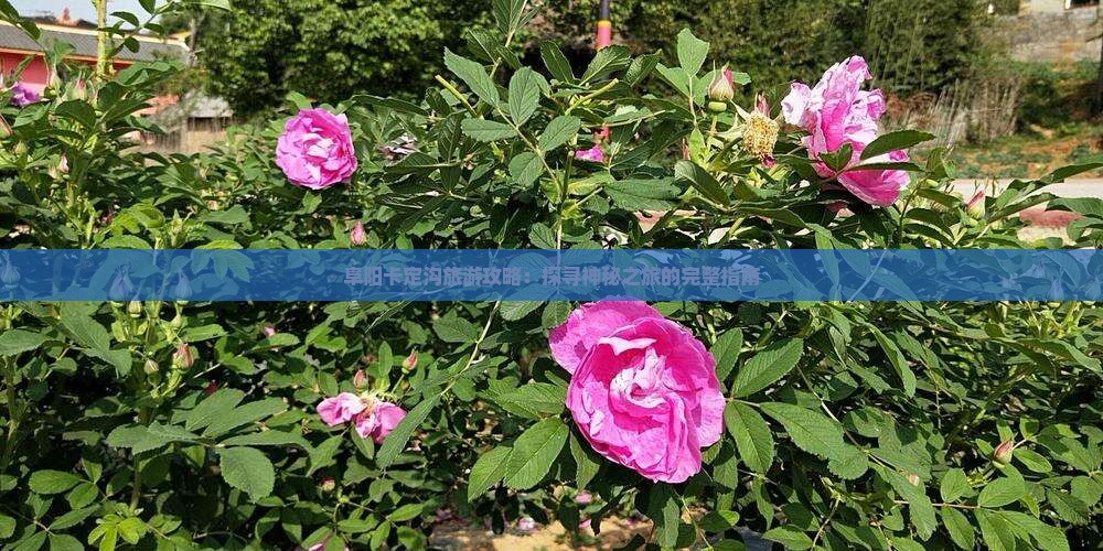 阜阳卡定沟旅游攻略：探寻神秘之旅的完整指南