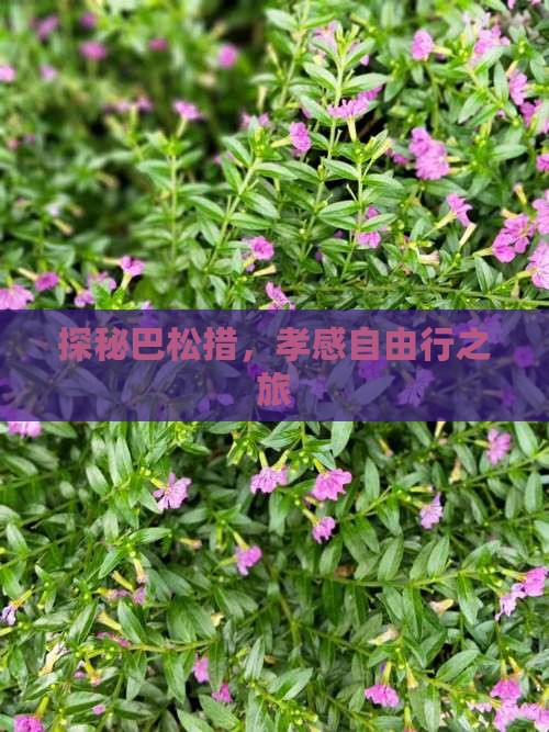 探秘巴松措，孝感自由行之旅