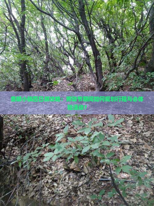 鲁朗小镇四日游攻略：劳动节期间如何规划行程与必体验活动？