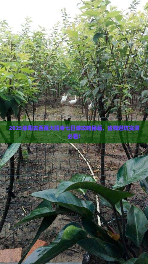 绵阳去西藏大昭寺七日游