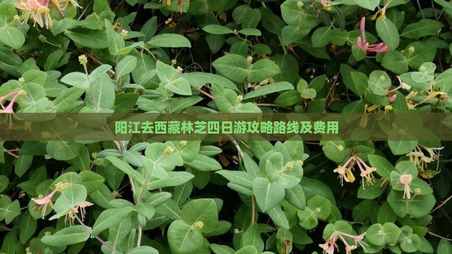 阳江去西藏林芝四日游