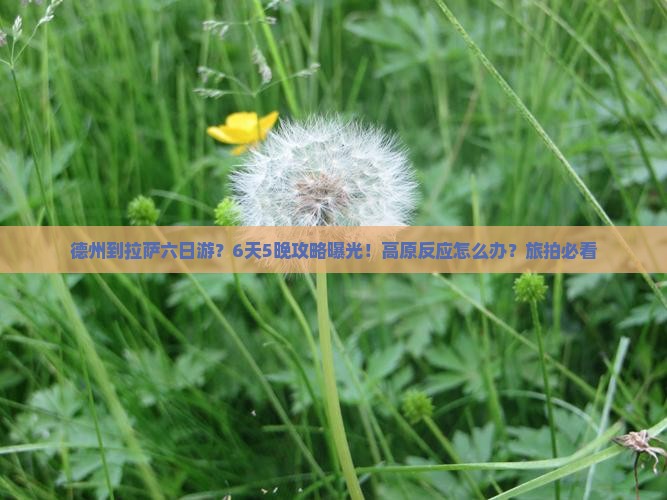 德州到拉萨六日游?6天5晚攻略曝光!高原反应怎么办?旅拍必看 德州到拉萨六日游?6天5晚攻略曝光!高原反应怎么办?旅拍必看