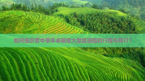 如何组织晋中至羊卓雍措大型旅游团的行程与预订？