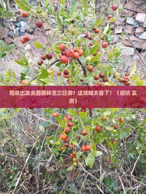 阳泉去西藏林芝三日游