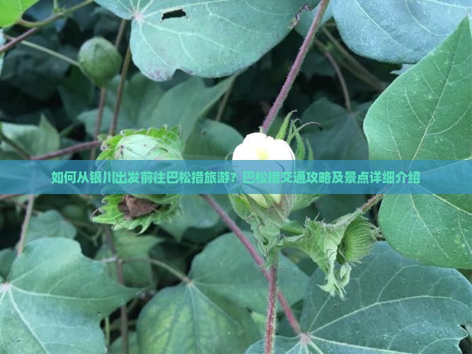 如何从银川出发前往巴松措旅游？巴松措交通攻略及景点详细介绍