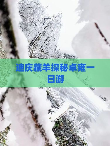 迪庆藏羊探秘卓雍一日游