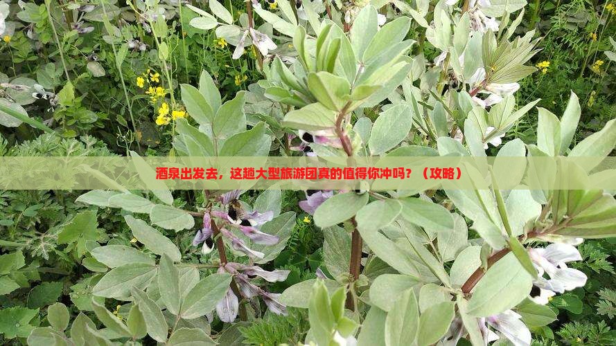 酒泉去西藏大型旅游团