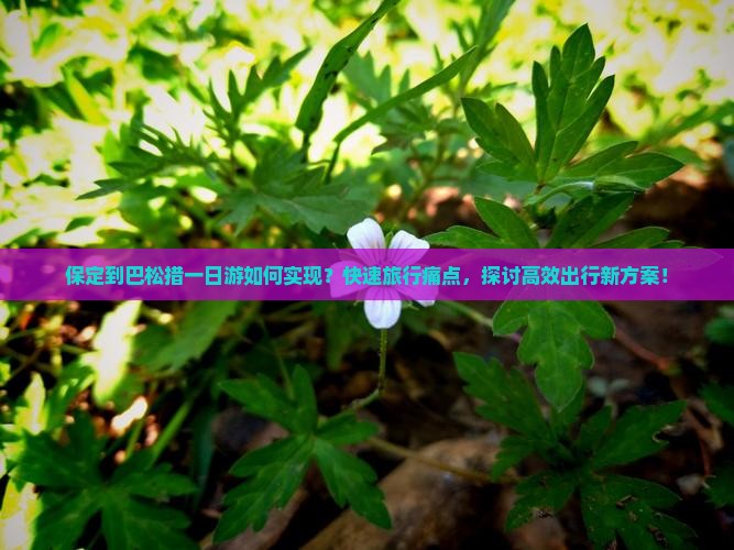 保定到巴松措一日游如何实现？快速旅行痛点，探讨高效出行新方案！