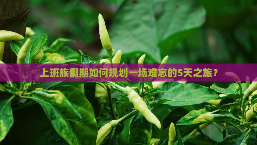 上班族假期如何规划一场难忘的5天之旅？